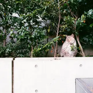 素直すぎるネコ　　モス派さん