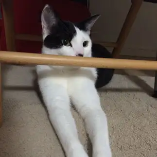 腕が長すぎるネコ　　ごめまーさん