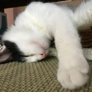 眠すぎるネコ　　猫々草さん