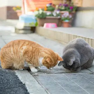 落としたエサに未練たらたらすぎるネコ　　のんのんさん