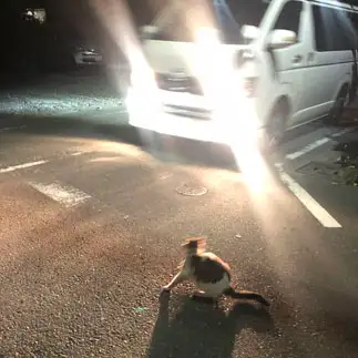 危険すぎるネコ　　モモさん
