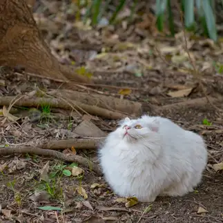 ゆきみだいふくすぎるネコ　　のんのんさん