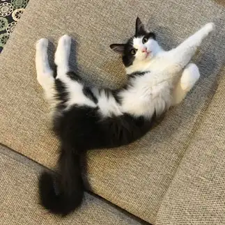 ウルトラマンすぎるネコ　　猫々草さん