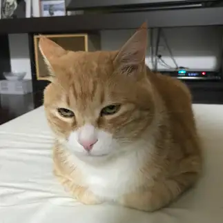 強面すぎるネコ　　伴ね子さん