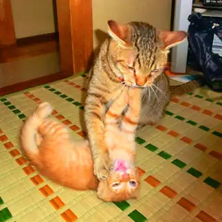 親父猫への好意が伝わらず感情的になりすぎるネコ　　シマモトヨウコさん