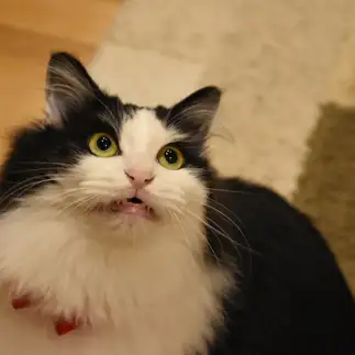 歌舞伎すぎるネコ　　FLUFFYさん
