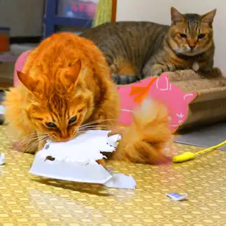 飼い主の悔しさを共有しすぎるネコ　　シマモトヨウコさん