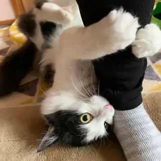 行かにゃいでーって必死すぎるネコ　　FLUFFYさん