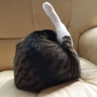 フライドチキンすぎるネコ　　ちゃみさん