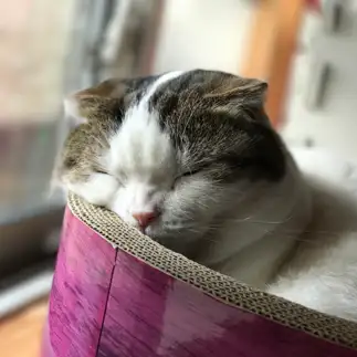 眉間にしわをよせすぎるネコ　　ミファソラシドさん