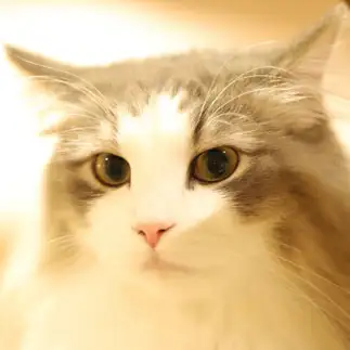 美人すぎるネコ　　ねこかわさん