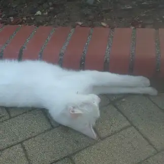 伸びすぎるネコ　　あいさん