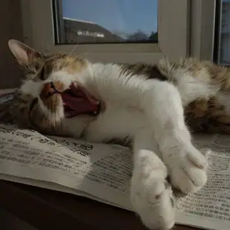 夢の中で吠えすぎるネコ　　山猫さん