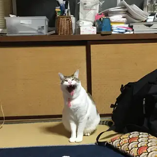 あくびした時の顔が怖すぎるネコ　　平賀万理さん