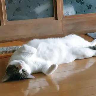 ひっくり返ってお腹を出しすぎるネコ　　平賀万理さん