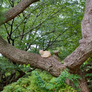 森の主すぎるネコ　　栗モナカさん