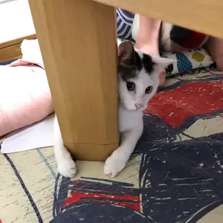 人肌が恋しすぎるネコ　　えぶりでいまんでいさん