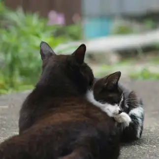 お母さんが大好きすぎるネコ　　黒猫ママさん