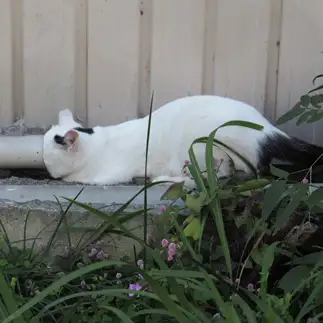 好奇心がありすぎるネコ　　黒猫ママさん
