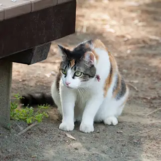 わがまますぎるネコ　　山縣 真さん