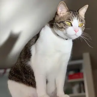 邪悪すぎるネコ　　きくりんぐさん
