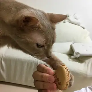マカロン食べたすぎるネコ　　ウォルナッツさん