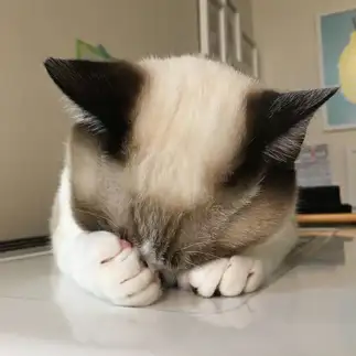 眩しすぎるネコ　　ウォルナッツさん