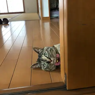 のぞき見が好きすぎるネコ　　まんまるママさん