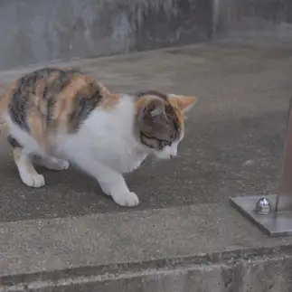 ビビリすぎるネコ　　ぽせいどんさん