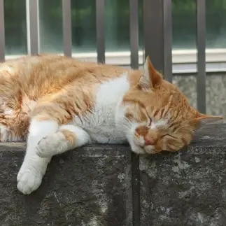 眠たすぎるネコ　　サイトカイニンさん