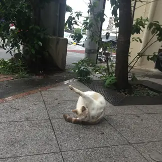 大胆すぎるネコ　　スズハさん