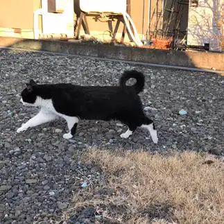 尻尾がカールすぎるネコ　　桜猫ふじさん