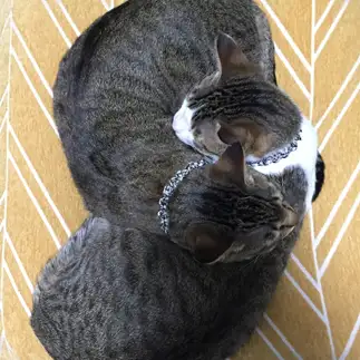 繋がりすぎるネコ　　はななんさん