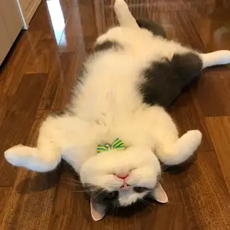 期待しすぎるネコ　　ねねこさん