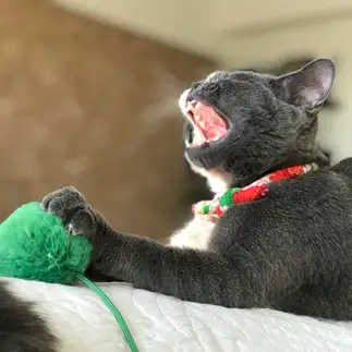 自由すぎるネコ　　ねねこさん