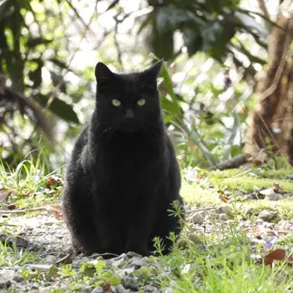 キャッツアイすぎるネコ　　Chiさん