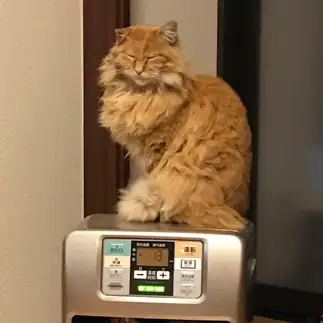 立寝うますぎるネコ　　きなこさん