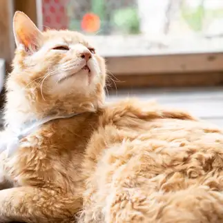 眠たすぎるネコ　　近藤和正さん