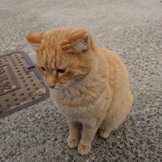 しょんぼりすぎるネコ　　石河恵梨さん