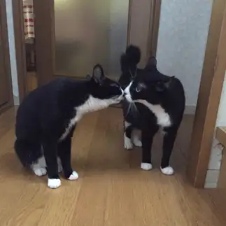仲良しすぎるネコ　　なるちゃんさん