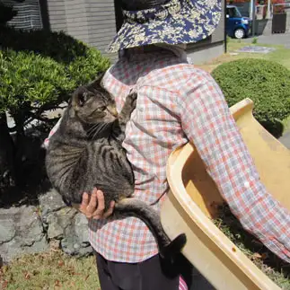 猫の手も借りたいのにマイペースすぎるネコ　　モアくんさん
