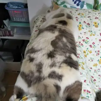 ひらべったすぎるネコ　　ハルちゃんさん