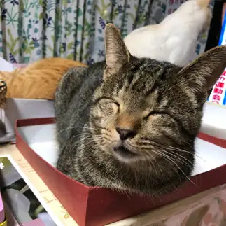 ほっこりすぎるネコ　　ハルちゃんさん