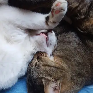 眠気が過ごすぎるネコ　　ネコはちひきさん