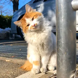 ???すぎるネコ　　さいとーです。さん