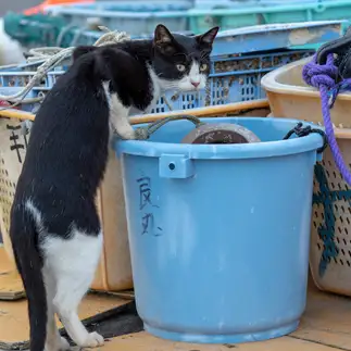 魚を盗みたさすぎるネコ　　大洲 治さん
