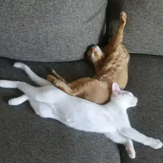 のびのびすぎるネコ　　とこあさん