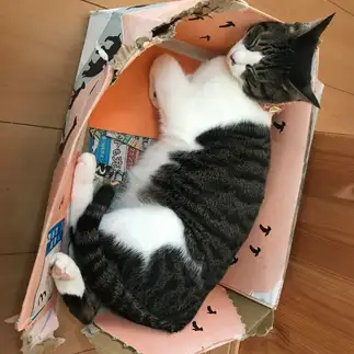 ダンボールを愛しすぎるネコ　　ちー丸のお母さんさん