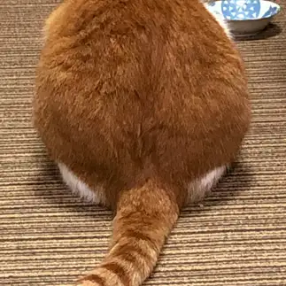 黄色いオタマジャクシすぎるネコ　　ちーはらさん
