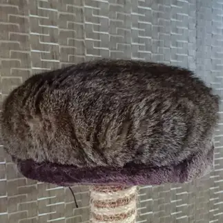 キャットタワーに一体化しすぎるネコ　　ちーはらさん